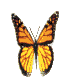 Happy Butterfly